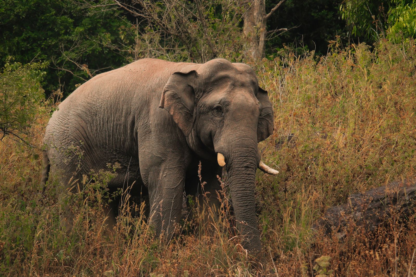 Un elefante asiatico che cammina nella prateria