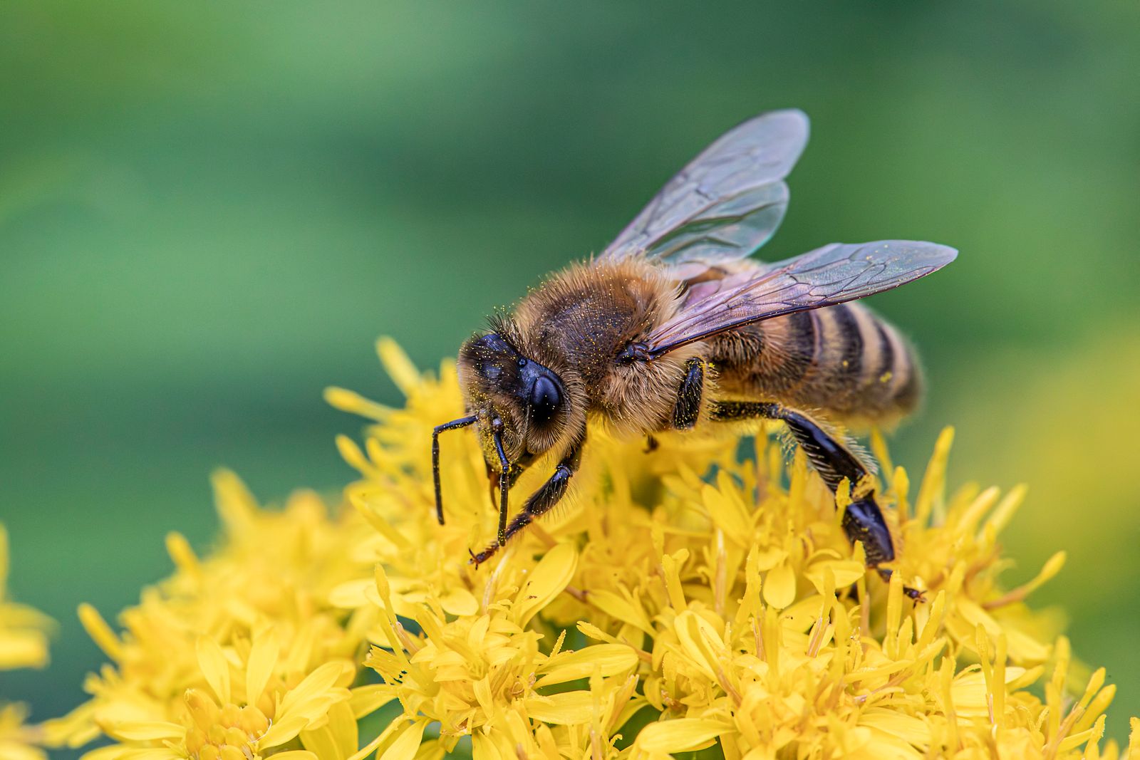 Ape mellifera operaia su fiori gialli, ripresa da vicino