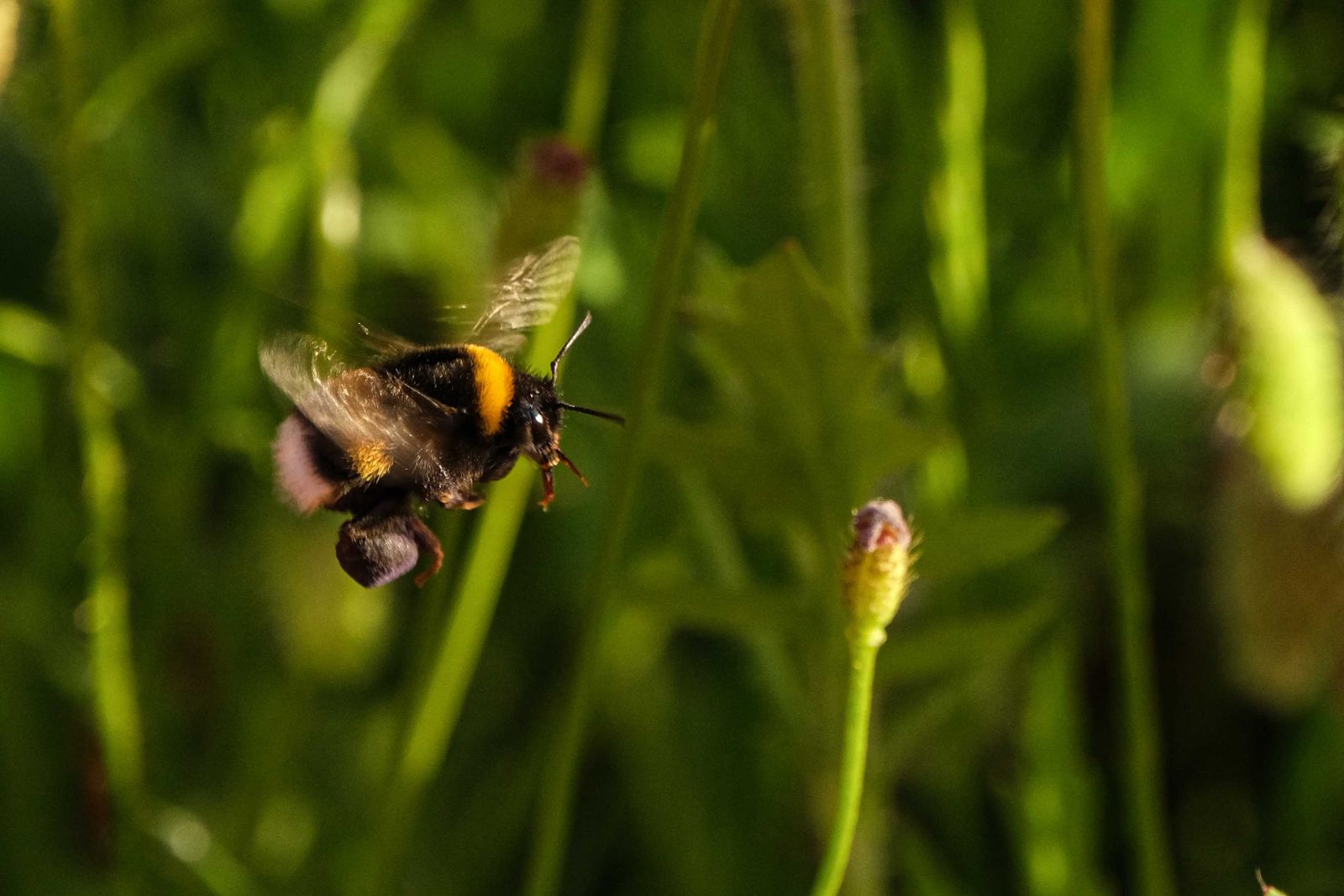 Un bombo in volo accanto a boccioli di fiori in un prato