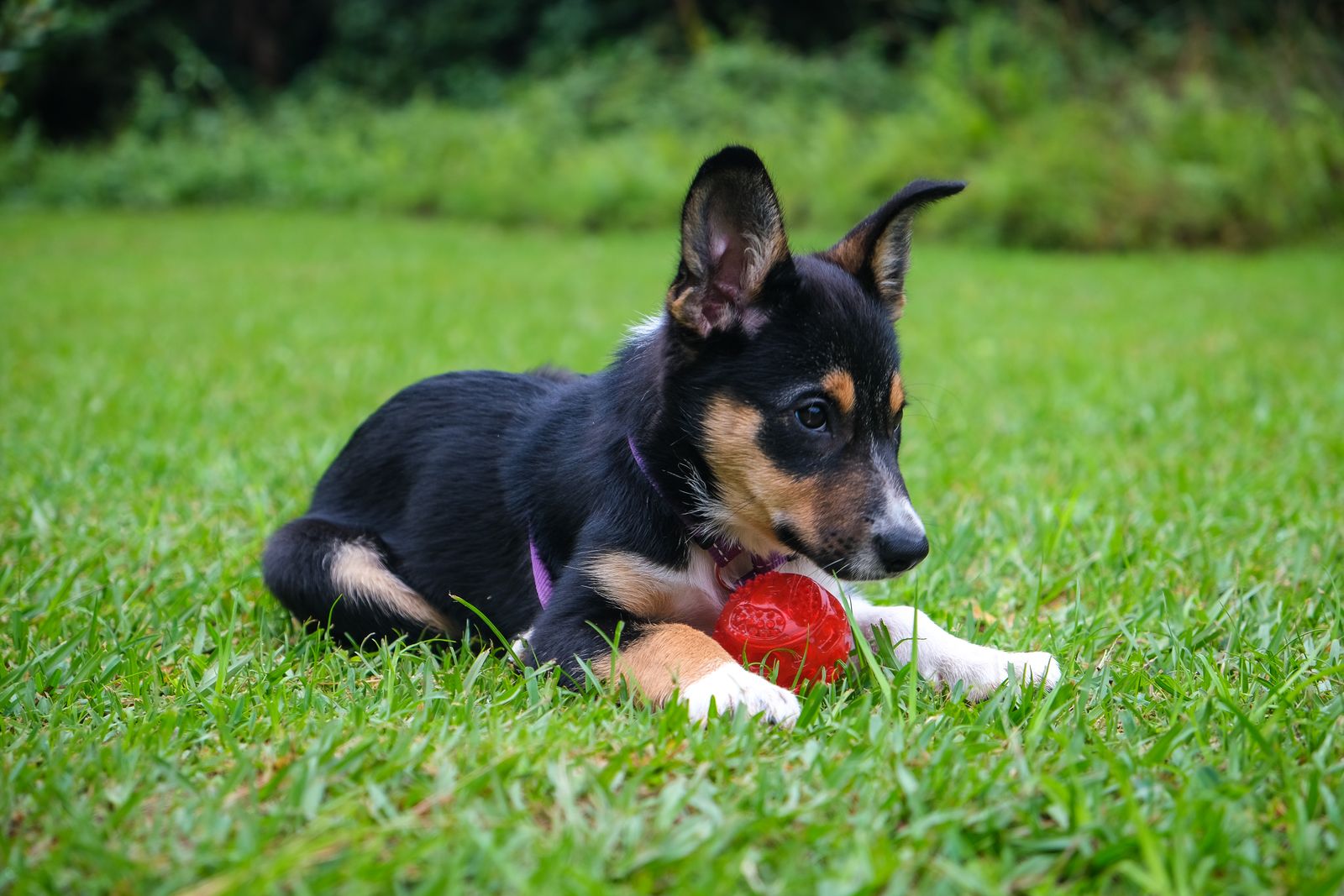 Cucciolo che gioca con una pallina rossa su un prato verde