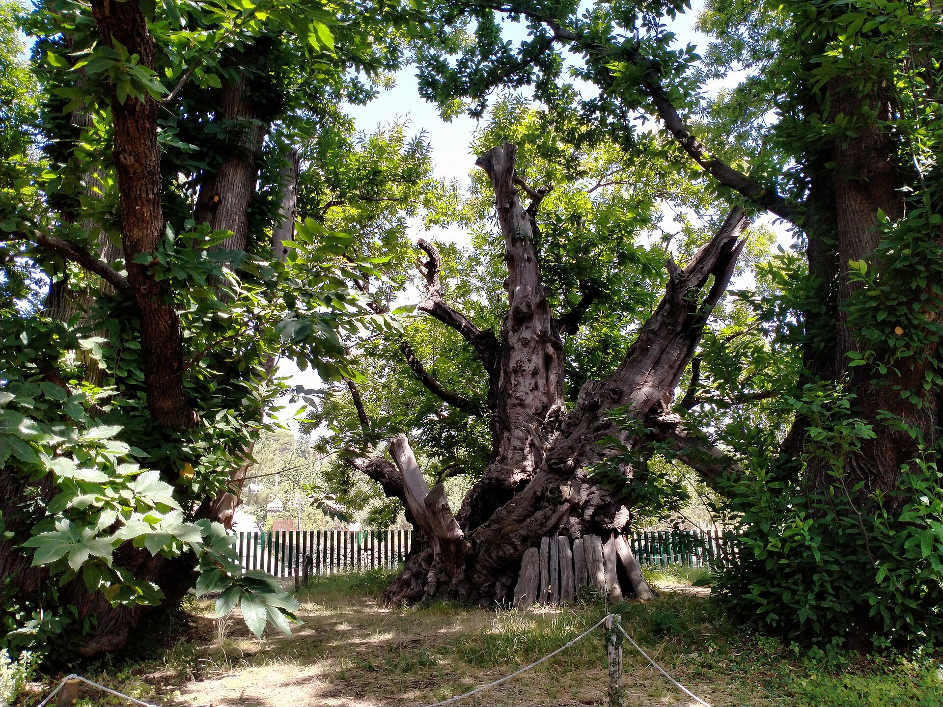 Il Castagno dei Cento Cavalli a Sant'Alfio, sull'Etna: grandi fusti nodosi sotto una chioma verde, dietro una staccionata di legno