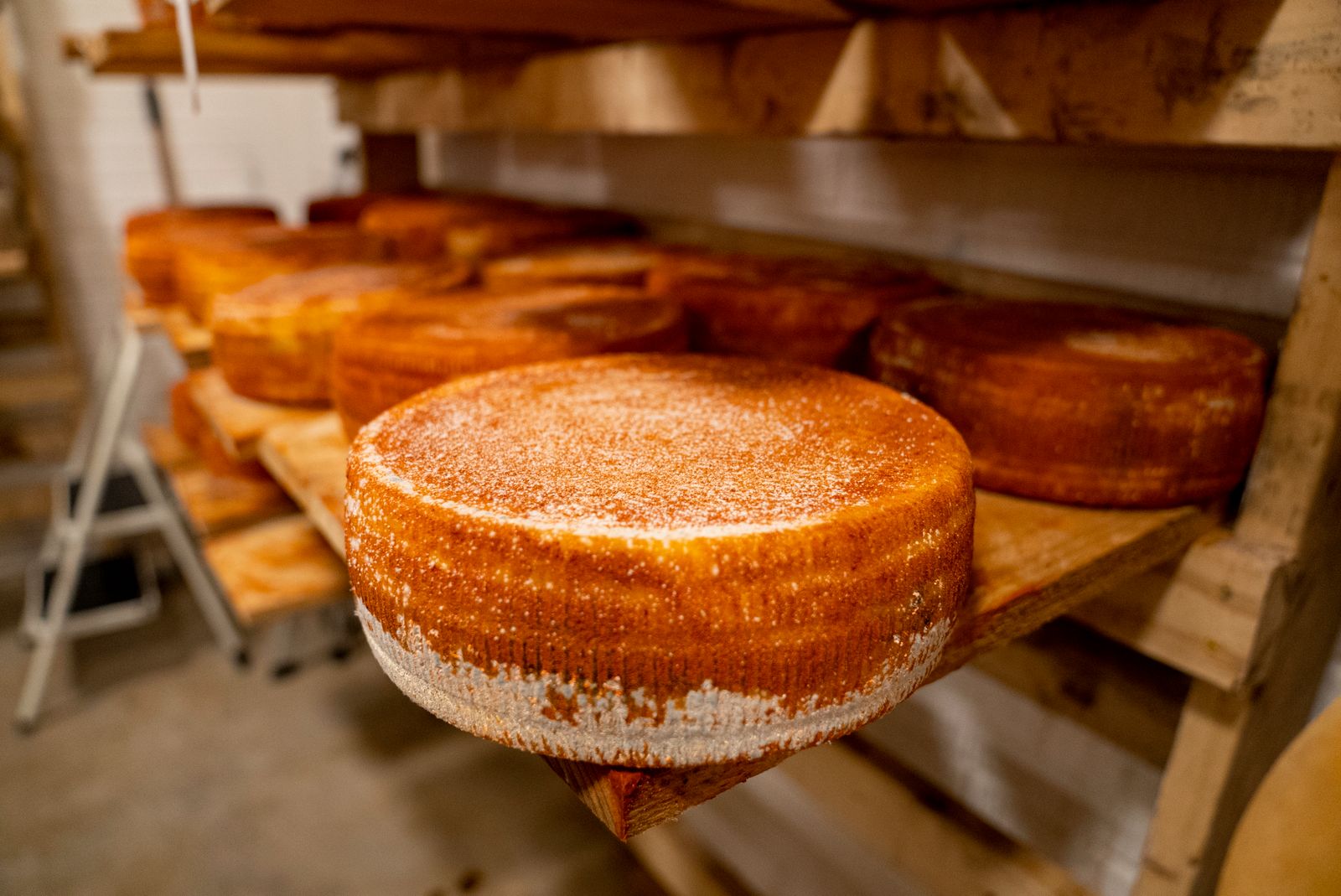 Forme di formaggio stagionato allineate sugli scaffali di legno di un magazzino