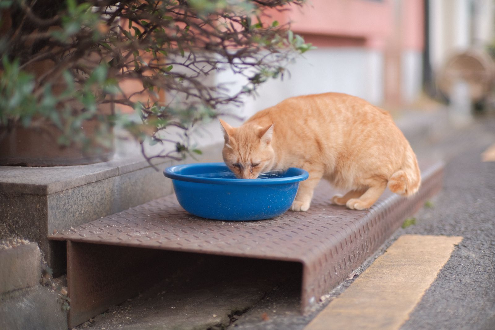 Un gatto tigrato rosso beve acqua da una bacinella blu