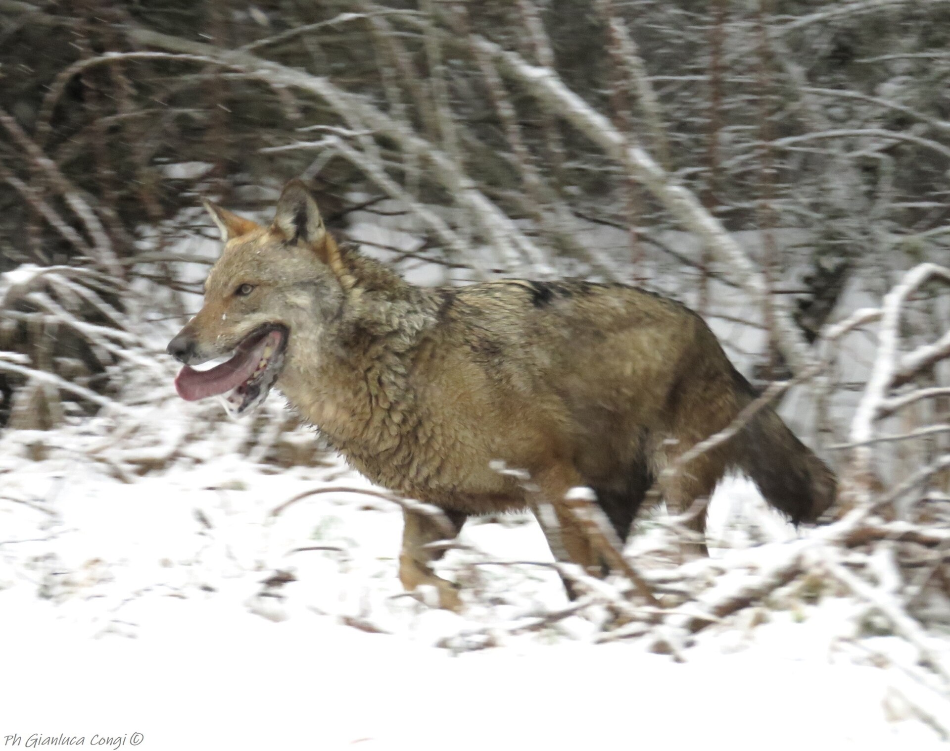 Un lupo italiano che cammina nel bosco innevato