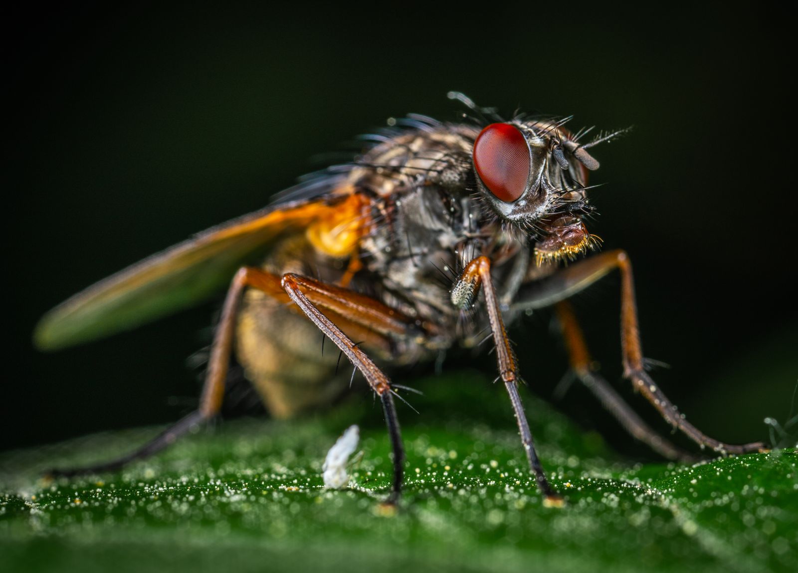 Primo piano di una mosca dagli occhi rossi posata su una foglia verde