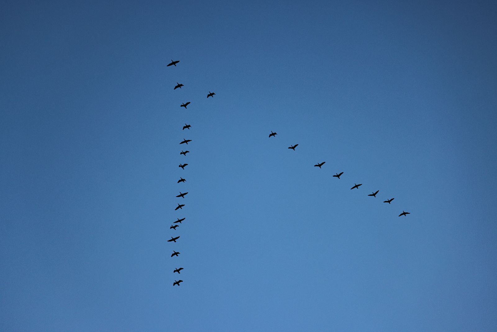 Stormo di oche in volo a forma di V nel cielo azzurro