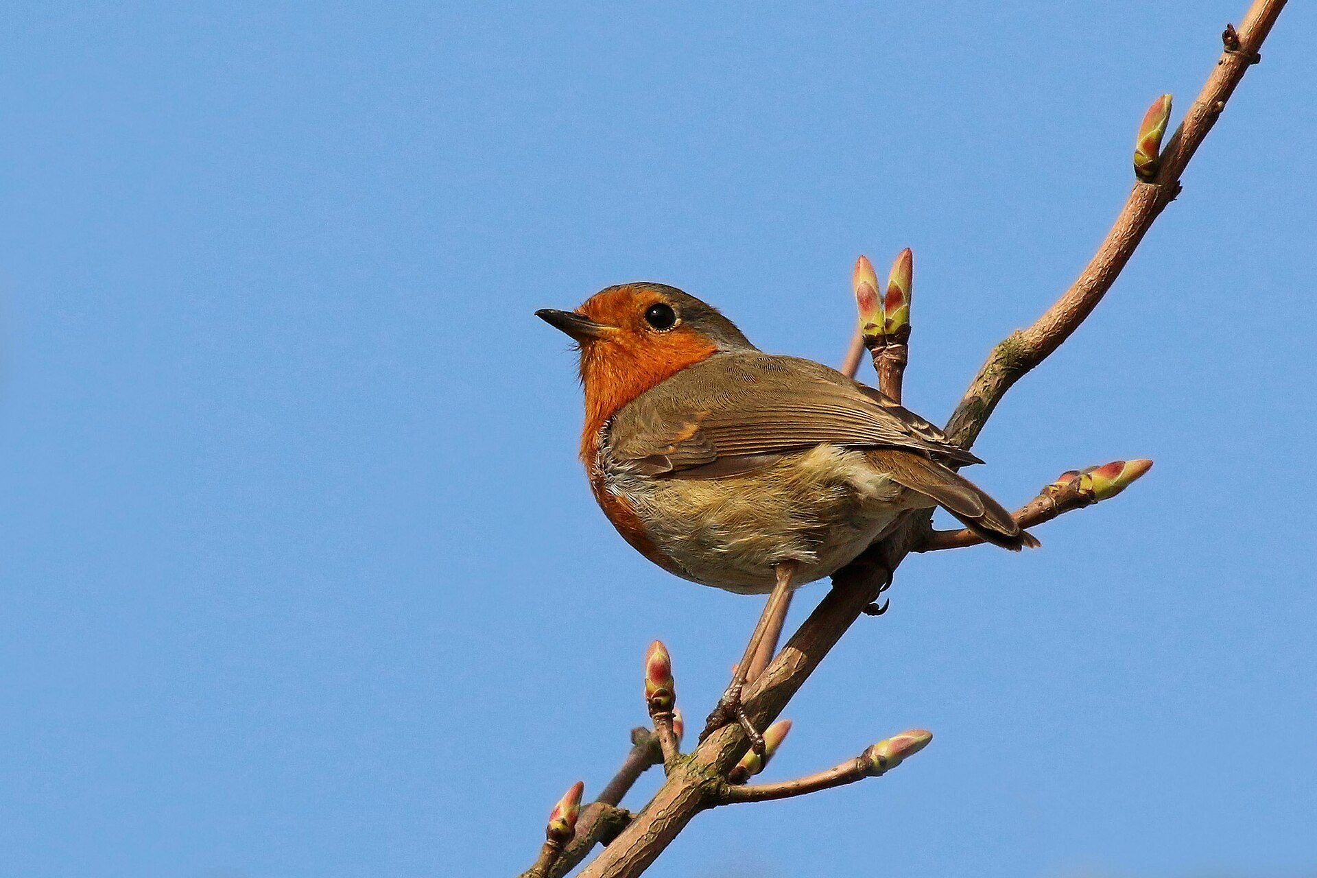 Un pettirosso che canta su un ramo, con il petto arancione in evidenza