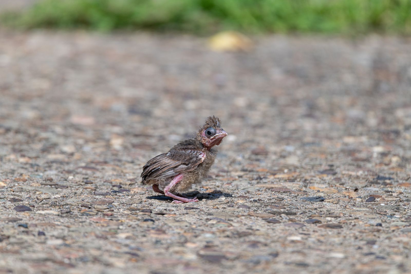 Un piccolo uccello appena uscito dal nido fermo sul marciapiede
