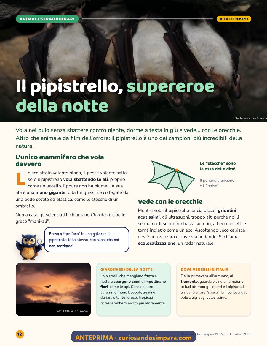 Anteprima pagina 8